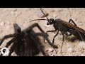 Tarantulas Take Hooking Up To The Next Level | Deep Look
