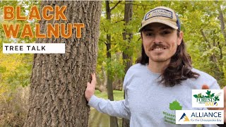 Tree Talk: Black Walnut