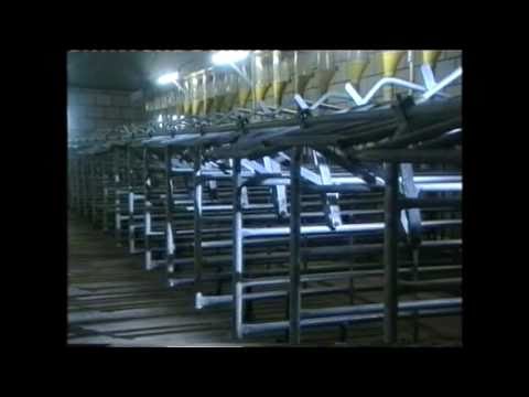 Zembla 15-04-1997: Varkens in Venhorst (4/4)