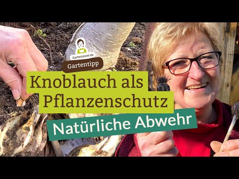 Knoblauch als effektiver Pflanzenschutz - Natürliche Abwehr von Schädlingen und Krankheiten