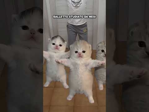 Stasera ci sono tre gattini sotto il letto di Leo