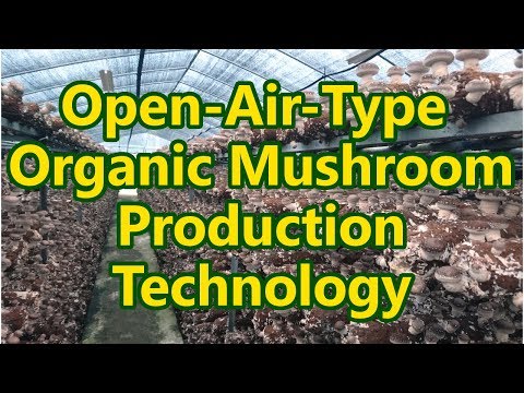 Organic mushroom production