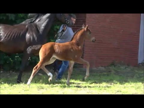 *2022 Stute von Freigeist - Diatendro SOLD!!!