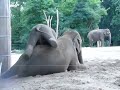 Слоненок игруля 
