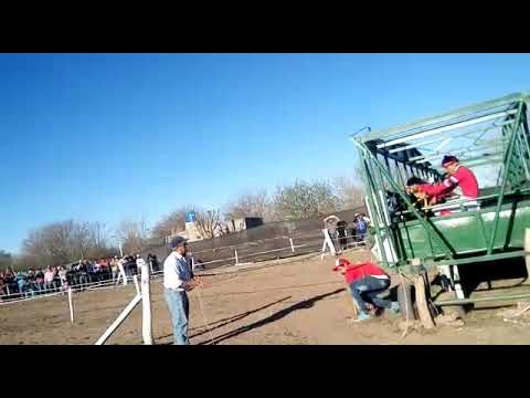 Suelta de Americano en Catamarca (AMERICANO VS CUCARACHA)