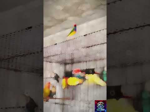 Lovebirds Meal Time: WheatGrass !!! beautiful colorful birds