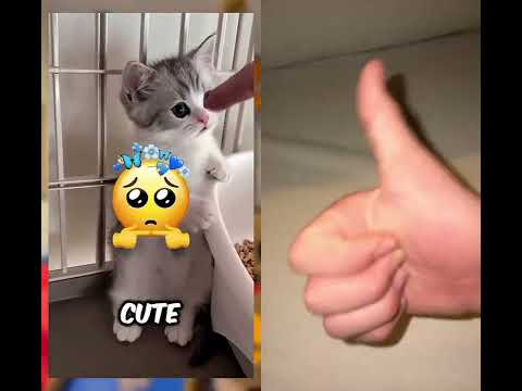 #funny #studywithmeandmycat