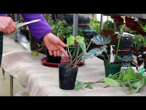 マクラータベゴニアの管理方法は？緑の親指を持っていない人にとって理想的な植物です。  庭園