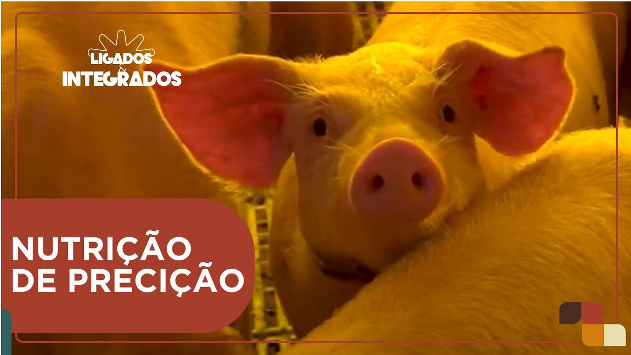A importância da nutrição de precisão para alimentação dos suínos | Ligados&Integrados - 05/03/24