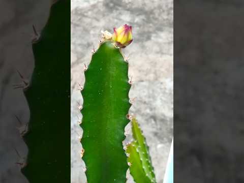 part-3 🌱 8-Month Journey : Online Dragon Fruit Plant Grows Its First Tiny Bud! #dragonfruit #shorts