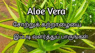 வீட்டுத் தோட்டம்/How To Grow Aloe vera plant at Home/சோற்றுக் கற்றாழை வளர்ப்பு மற்றும் பராமரிப்பு