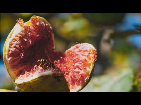 Myth: Is there really a dead wasp in every fig?