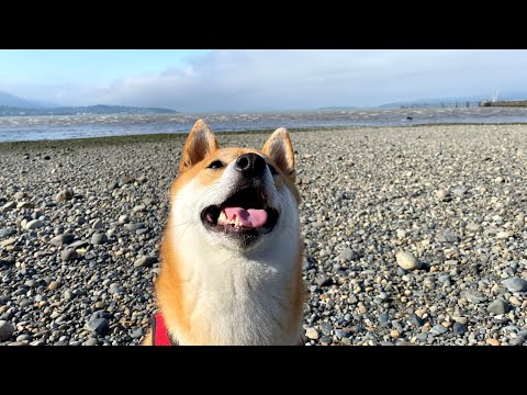 Shiba Inu Checking Out a Secluded Beach | Super Shiba
