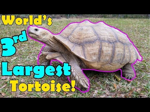 Sulcata Tortoises: Facts and Care Tips!
