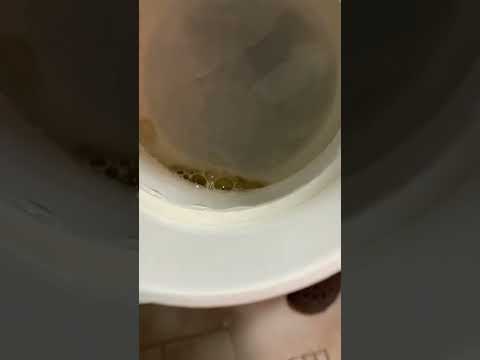 Eric’s How to Harvest Rotifers for ClownFish breeding and feeding Clown Larvae Part 1