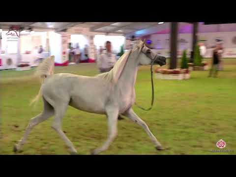 N121 PAEMA - 2020 PRIDE OF POLAND - 42nd Arabian Horse National Show - 11 Years Old and Older Ma...