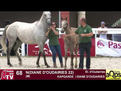 lot 68 : N(Diane d'Oudairies 22) - Show AQPS Ouest 2022