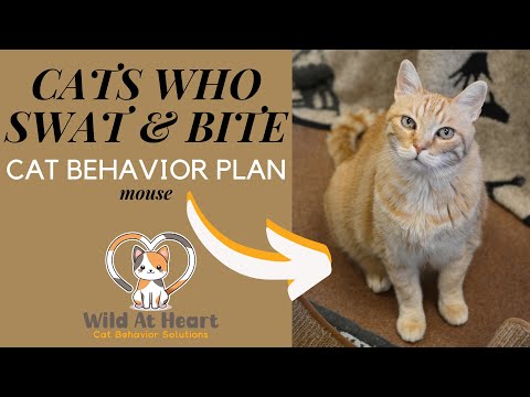 Cats Who Swat & Bite : Cat Behavior Plan