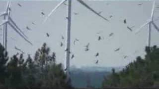 preview picture of video '[STRIX] Bird migration at windfarm. Zero mortality.'