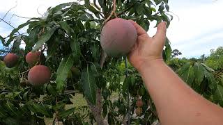 Golden nugget, fruit punch, Tebow, Keitt, Pink Valencia Pride