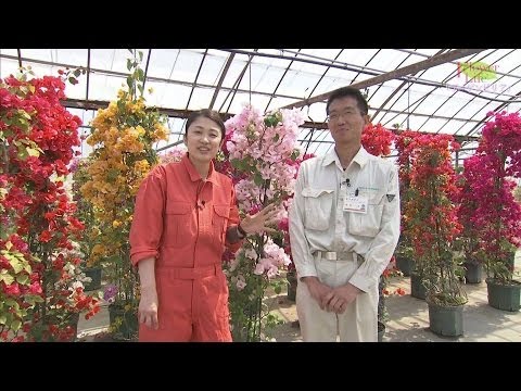鉢植えのブーゲンビリア：気候に関係なく開花低木を維持するにはどうすればよいですか？  庭園