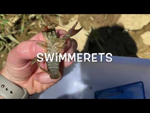 Science Short   What is a Crayfish