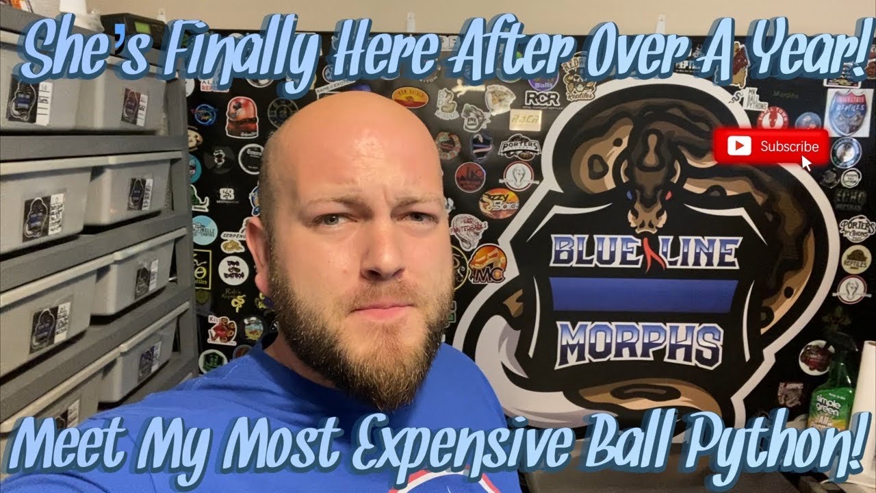 My Most Expensive Ball Python Is Finally Here After Over A Year Of Waiting!!!