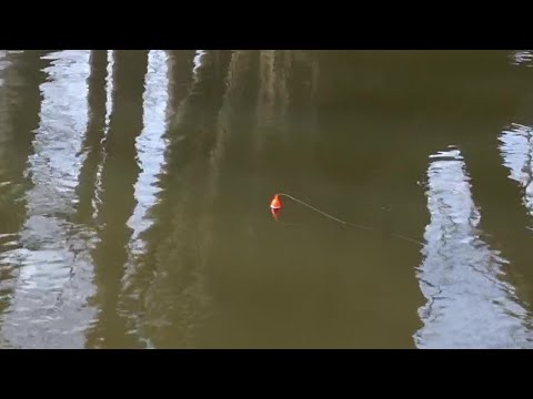 Tiny Creek Steelhead BOBBER DOWNS - April 2022
