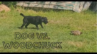 Gunner vs Woodchuck