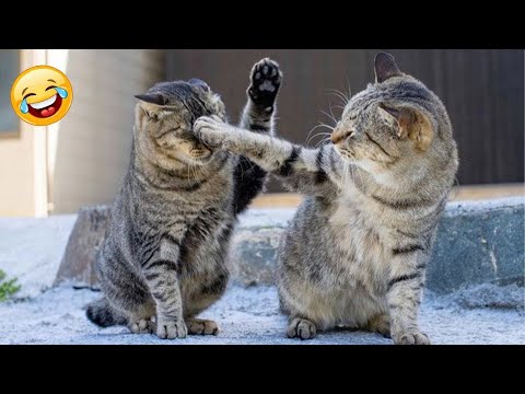 Die lustigsten Tiere 2025 – Du wirst Tränen lachen! | Viral Compilation 😂🐾 Teil 16