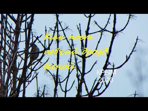 Дрозд певчий Turdus philomelos пение весной, Крым, дубовый лес около Судака, Songbird
