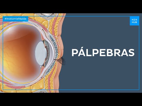 Anatomia das pálpebras - Anatomia Fácil | Kenhub