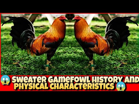 SWEATER HISTORY AND PHYSICAL CHARACTERISTICS.