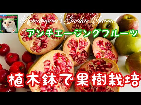 園芸 果樹の摘み取り