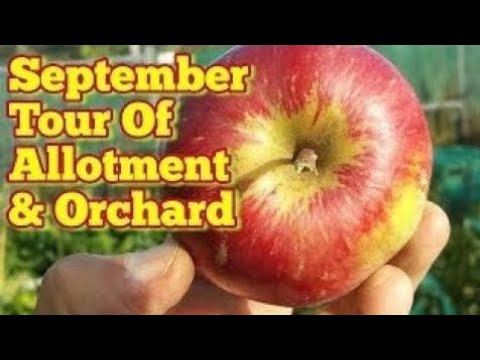 September-Tour durch den Schrebergarten und Obstgarten