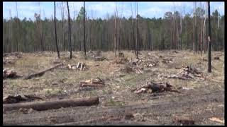 Сплошная вырубка лесных насаждений на площади 95 гектаров