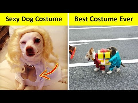 Dogs Who Had The Best Halloween Costumes Video