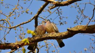 John Sebastian *Darling be home soon* live