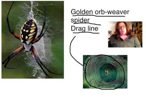 What does spider silk have to do with goats