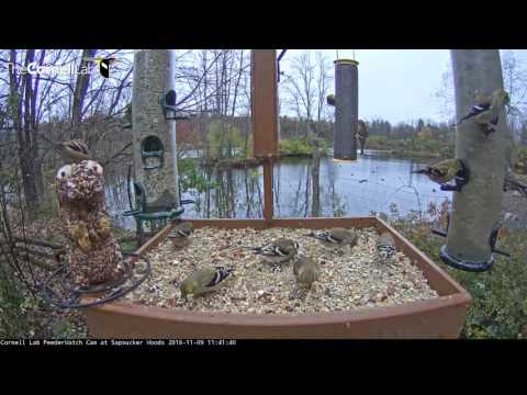 Busy Morning in the Cornell Feeder Garden - Nov. 9, 2016