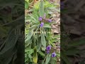 Flowering sage is so pretty #sage #flower #garden #harvest #purple #seeds #pretty #beautiful #spring