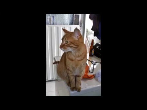 la toyota negra - hnos Ariza Show