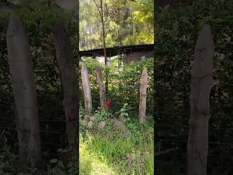 Finca las Deliciasa barberena santa rosa Guatemala #viral #parati