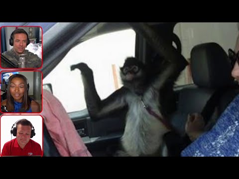 Florida's Fourth Estate: Mapping out state's exotic animal escapes