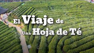 El viaje de una hoja de té