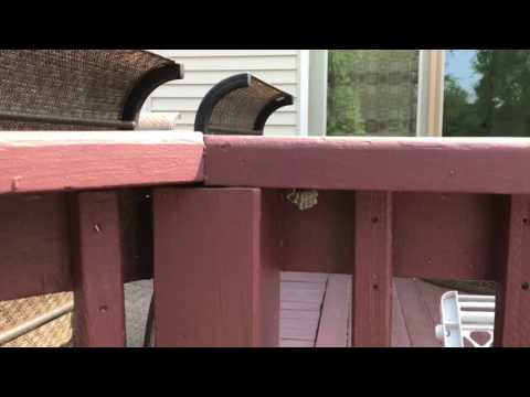 Yellow Jackets Find Home in Lavallette, NJ