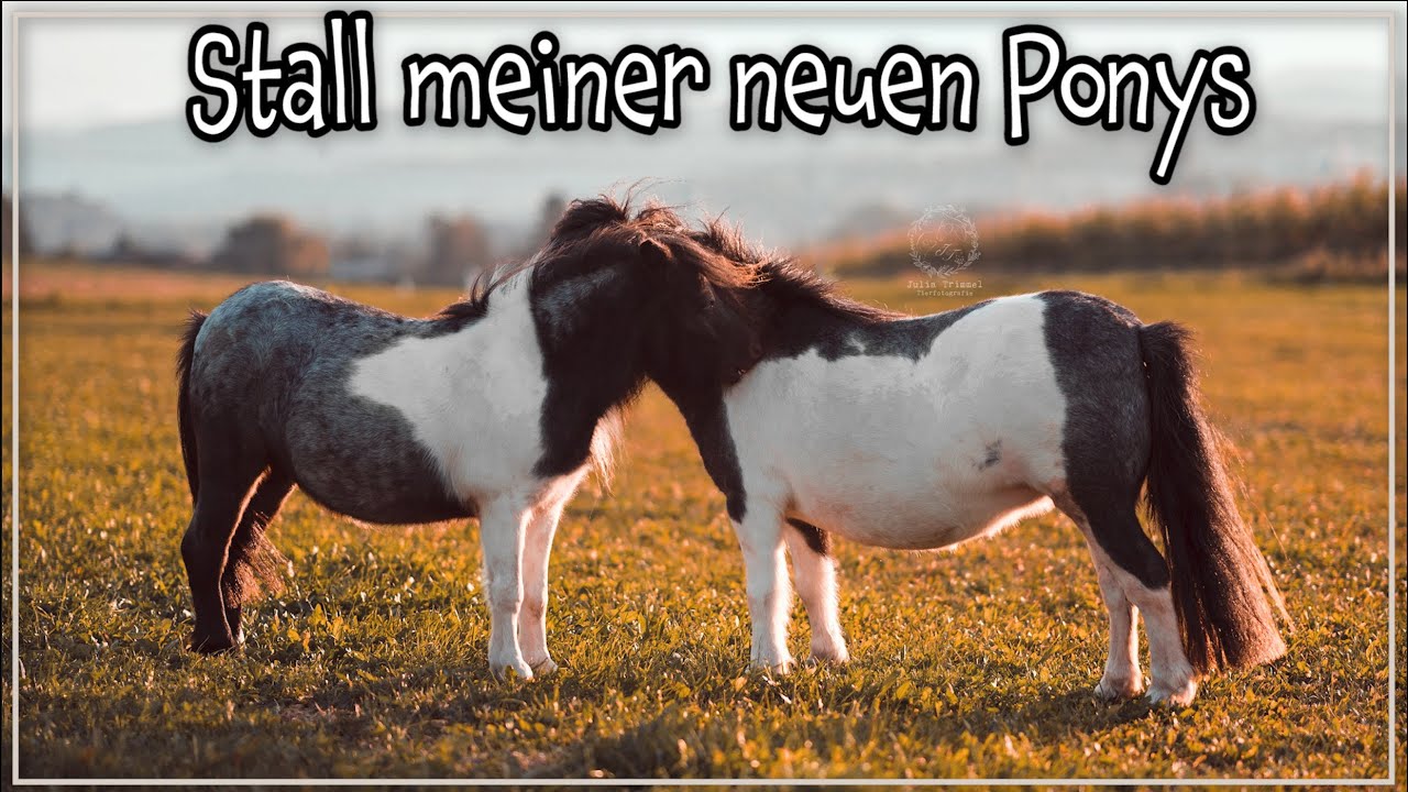 So wohnen meine neuen Ponys ✮ + Umbauarbeiten am Stall & Änderungen auf meinem Youtube Kanal ♥