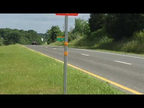 22 vultures devour a deer carcass