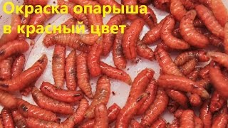 Как покрасить горох для рыбалки чтобы он стал красным