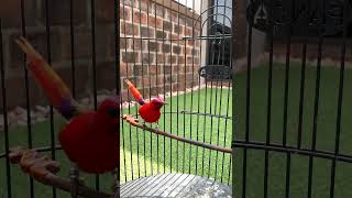Download lagu Hummingbird Kolibri raja ekor merah... mp3